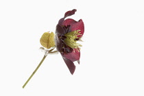 Hellebore, Open black hellebore flower head on a stem in side view, with a second flower in back view, against a pure white background.