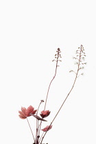 Coral bells, Heuchera 'Marmalade' flower stems growing above leaves, shown against a pure white background.