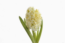 Hyacinth, Hyacinthus, Single open cream flower head with leaves shown against a pure white background.