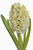 Hyacinth, Hyacinthus, Single open cream flower head with leaves shown against a pure white background.