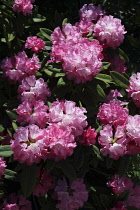 Rhododendron, Rhododendron  Rosy Dream yakushimanum x 'Britannia', Deep pink flowers in bloom borne on a bush.