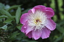 Peony, Paenonia Bowl of Beauty, Open deep pink flower head.
