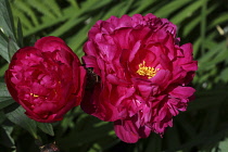 Peony, Paeonia Kansas,  2 open red flower heads showing bright yelow stamen.