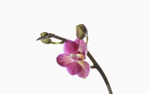 Orchid, Moth Orchid, Phalaeonopsis, Open light pink speckled flower and buds on a single stem against a pure white background.