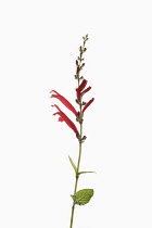 Sage, Pineapple sage, Salvia Elegans, Single stem with open and opening flowers shown againast a pure white background.