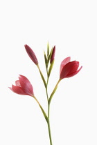 Kaffir Lily, Schizostylis coccinea, Opening deep pink flower heads on a single stem with filaments and stamen shot against a pure white background.