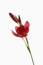 Kaffir Lily, Schizostylis coccinea, Open deep pink flower heads on a single stem with filaments and stamen shot against a pure white background.