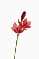 Kaffir Lily, Schizostylis coccinea, Open deep pink flower heads on a single stem with filaments and stamen shot against a pure white background.