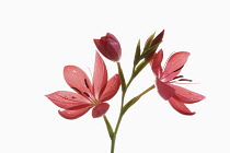 Kaffir Lily, Schizostylis coccinea, Open deep pink flower heads on a single stem with filaments and stamen shot against a pure white background.