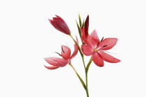 Kaffir Lily, Schizostylis coccinea, Open deep pink flower heads on a single stem with filaments and stamen shot against a pure white background.