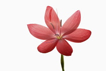 Kaffir Lily, Schizostylis coccinea, Single open deep pink flower head with filaments and stamen shot against a pure white background.