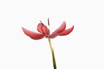 Kaffir Lily, Schizostylis coccinea, Single fully open deep pink flower head on a stem with filaments and stamen shot against a pure white background.