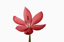 Kaffir Lily, Schizostylis coccinea, Single open deep pink flower head on a single stem with filaments and stamen shot against a pure white background.