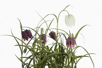 Snakes Head Fritillary, Fritillaria meleagris,  Purple and white flowers on stems growing in foliage, shown against a pure white background.