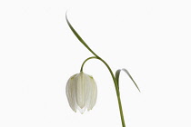 Snakes Head Fritillary, Fritillaria meleagris,  Single white flower on stem, shown against a pure white background.