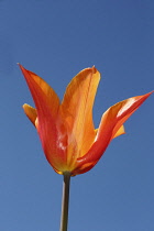 Tulip, Single orange flower and stem with blue sky background.
