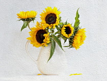 Sunflower, Helianthus annuus in jug vase, Artistic textured layers added to image to produce a painterly effect.