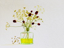 Studio shot of  Cow parsley, Anthriscus sylvestris and Salad Burnet, Sanguisorba minor arranged in green glass antique ink bottle, Artistic textured layers added to image to produce a painterly effect...