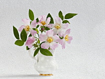 Rose, Dog rose, Rosa canina posy in  jug vase. Artistic textured layers added to image to produce a painterly effect.