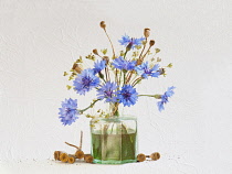 Studio shot of Cornflower, Centaurea cyanus and Poppy, Papaver seedheads arranged in glass green antique ink bottle, Artisitic textured layers added to image to produce a painterly effect.