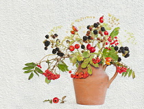 Blackberry, Rubus cultivar Rowan, Sorbus and Rosehip, Rosa canina in  jug vase. Artistic textured layers added to image to produce a painterly effect.