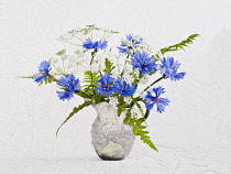 Cornflower, Centaurea cyanus and Cow parsley, Anthriscus sylvestris posy in jug vase, Artistic textured layers added to image to produce a painterly effect.