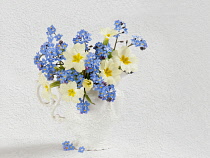 Primrose, Primula vulgaris and  Forget-me-not, Myosotis arvensis posy in jug vase. Artistic textured layers added to image to produce a painterly effect.