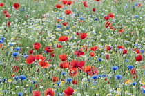 Wild flower meadow with Papaver rhoeas,  Field poppy, Centaurea cyanus, Cornflower and Anthemis arvensis, Corn Chamomile, growing outdoor.