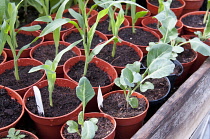 Young vegetable plants in pots growing under cover in a greenhouse, Cauliflower 'Clapton' and Sweetcorn 'Lark'.