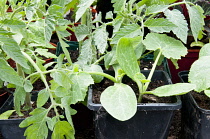 Young Courgette and Tomato, 'Tigerella' plants in pots growing under cover in a greenhouse.