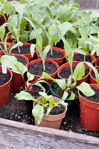 Young Beta, Rainbow Chard and Sweetcorn, 'Lark' plants in pots growing under cover in a greenhouse.