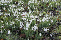 Snowdrop, Galanthus, small white flowers growing outdoor in grass.