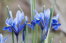 Iris reticulata, Blue flowers growing outdoor.