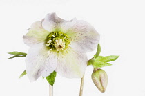 Hellebore, Helleborus x hybridus, Studio shot of mauve coloured flower.