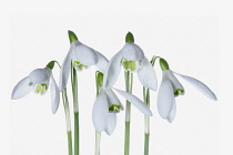 Snowdrop, Galanthus, Studio shot of white flowers.