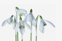 Snowdrop, Galanthus, Studio shot of white flowers.