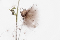 Thistle, Creeping thistle, Cirsium arvense, studio shot of seedhead.