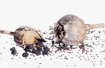 Poppy, Opium Poppy, Papaver and Comcockle, Agrostemma githago, Studio shot of seedheads and seeds.