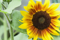 Sunflower 'The Bees Knees', Helianthus annuus 'The Bees Knees', Yellow flower growing outdoor.