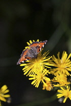 Dandelion,  Taraxacum officinale, Yellow coloured flowers growing outdoor with butterfly.