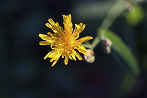 Dandelion,  Taraxacum officinale, Yellow coloured flowers growing outdoor with butterfly.