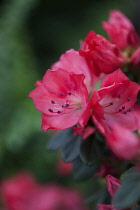 Azalea, Rhododendron cultivar, Pink flowers growing outdoor.