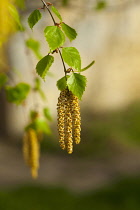 Birch tree, Betula cultivar, Yellow flowers growing outdoor.