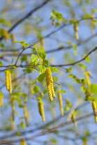 Birch tree, Betula cultivar, Yellow flowers growing outdoor.