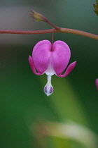 Bleeding Heart, Dicentra spectabilis, Pink flower growing outdoor.