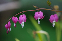 Bleeding Heart, Dicentra spectabilis, Pink flowers growing outdoor.