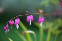 Bleeding Heart, Dicentra spectabilis, Pink flowers growing outdoor.