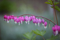 Bleeding Heart, Dicentra spectabilis, Pink flowers growing outdoor.