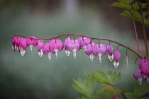 Bleeding Heart, Dicentra spectabilis, Pink flowers growing outdoor.