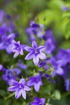 Blue bellflowers, Campanula carpatica, Purple coloured flowers growing outdoor.